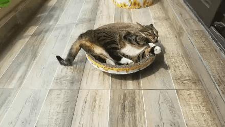 猫咪身体里有虫猫咪难受吗,肚子里有虫猫会胖吗