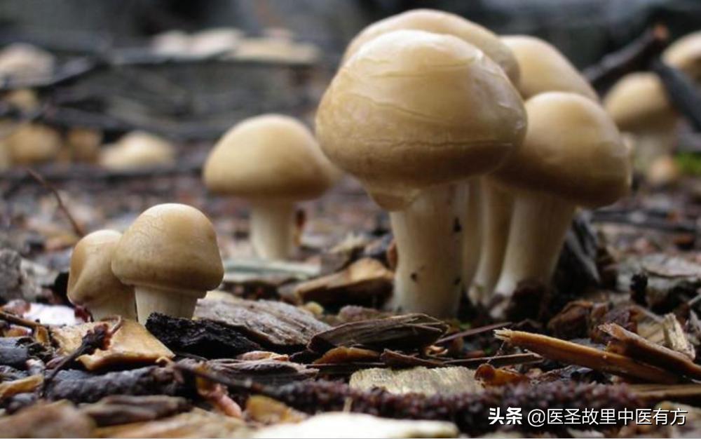 痰湿三味中药克星,治疗痰湿结节包块的一张秘方