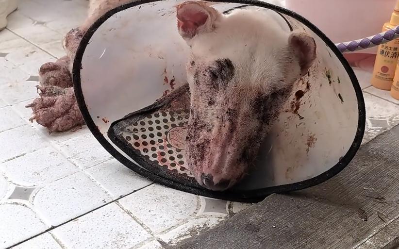 牛头梗以前的样子,牛头梗早期样子