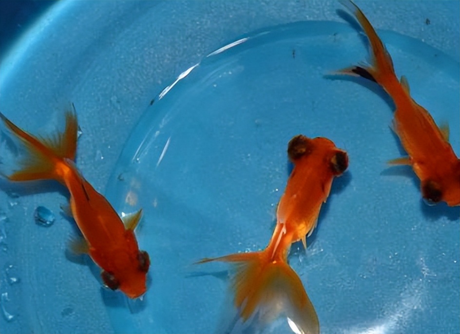 养金鱼总是养几天就死了？教你一养鱼技巧，养好几年都活泼乱跳的