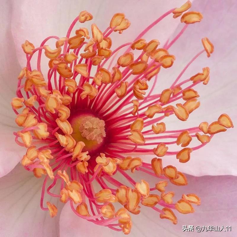 常见丰花月季品种一览,阳台盆栽丰花月季什么品种最好