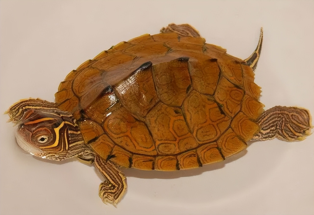 冬天新手养龟的最佳方法,新手养龟需要恒温器吗