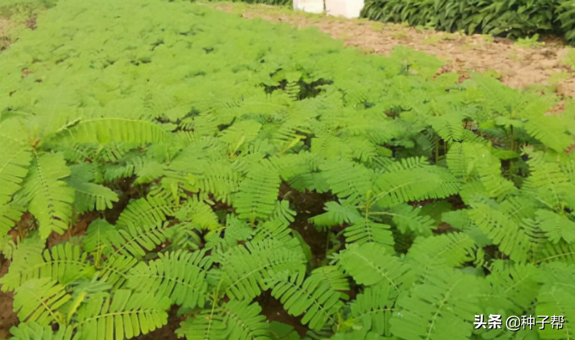 田菁绿肥作用,田菁盐碱地