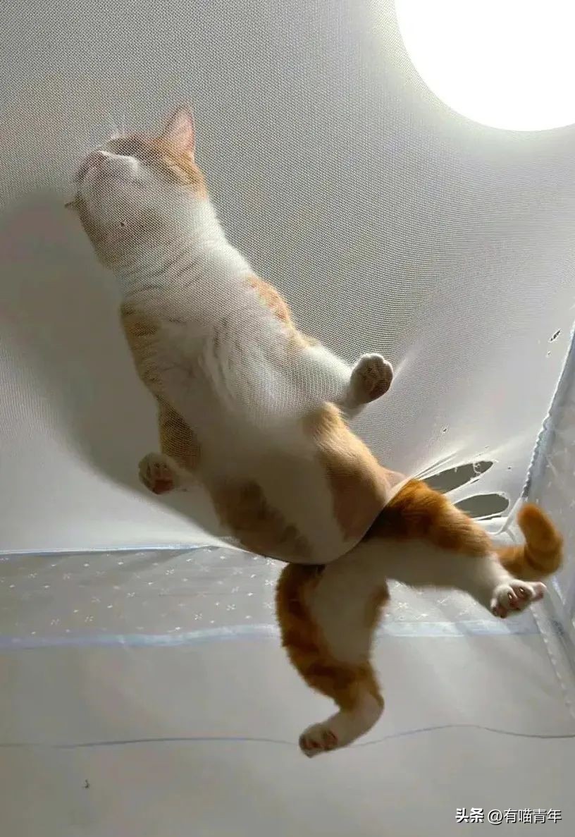 养猫有什么办法驱蚊子,养猫不可以用蚊香怎么驱蚊