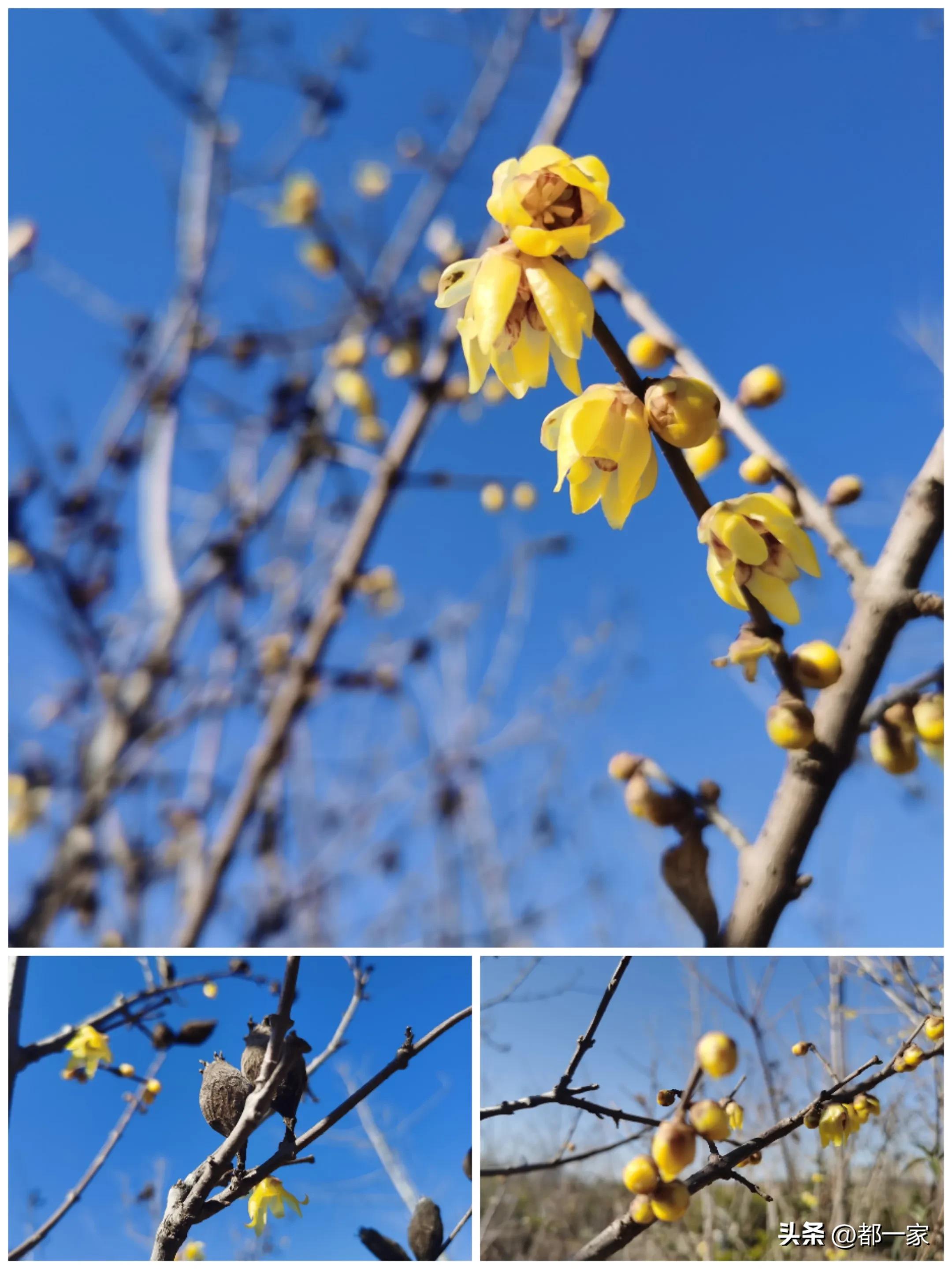 郑州碧沙岗公园赏梅花,春风又至郑州迎来极佳赏梅季