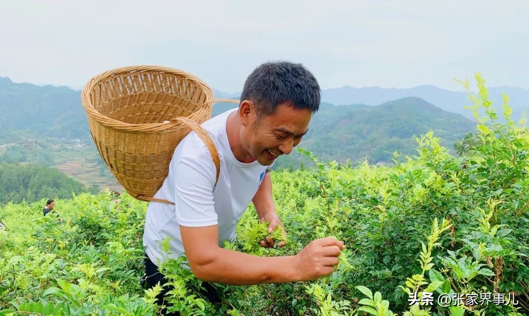 永定莓茶发展,张家界莓茶精选高山芽尖莓茶