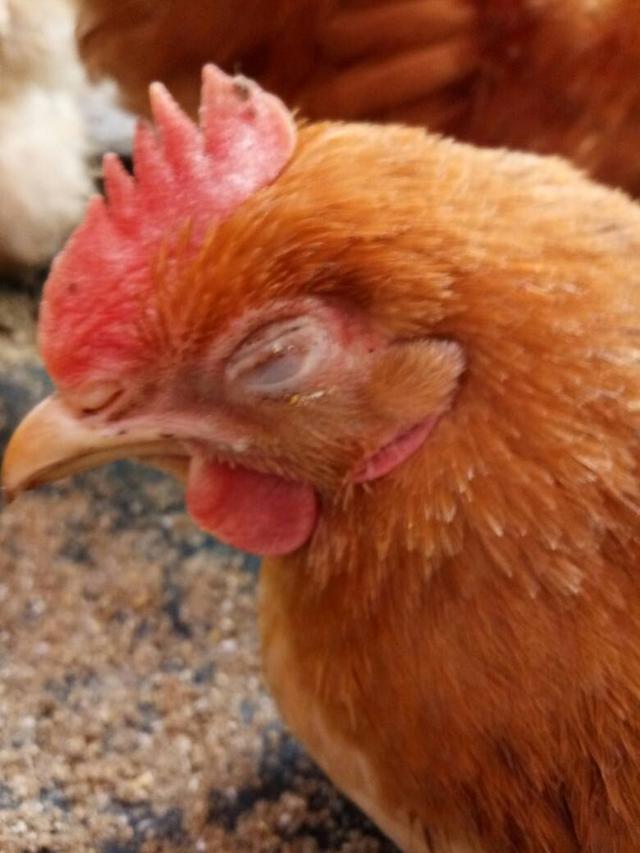 鸡缩头闭眼羽毛蓬松是什么原因,鸡生病了缩头闭眼喂什么药好得快