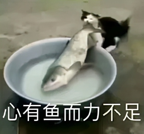 脂肪粒和闭口长什么样,脂肪粒闭口长啥样的