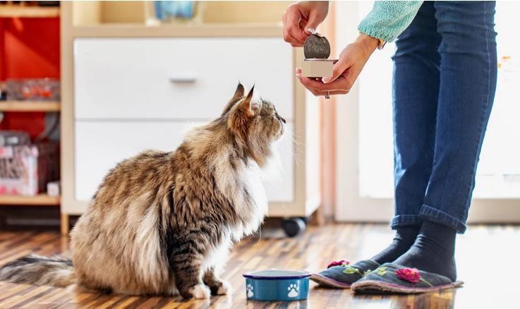 狗换粮没到7天旧粮没了怎么办,为什么宠物要七天换粮