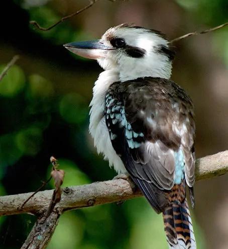 北京奥运会五个吉祥物代表的动物,北京奥运吉祥物代表动物