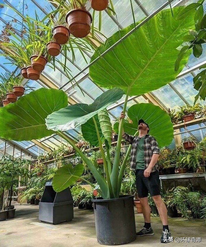 自然界中的庞然大物,自然界奇形怪状的东西