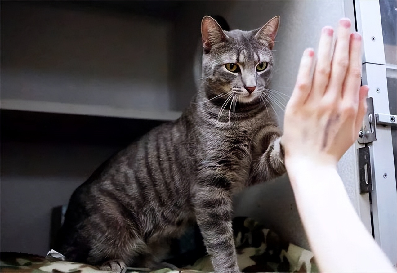 猫咪社会化训练教学完整版,猫咪社会化训练需要打完疫苗吗