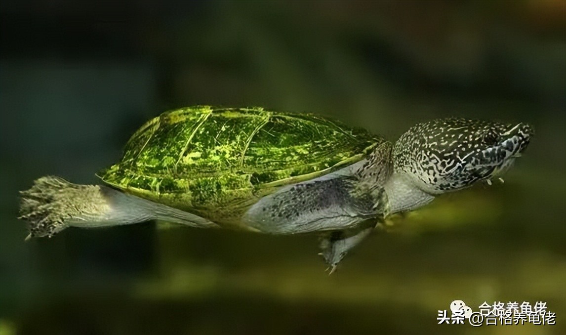 龟病症如何预防,龟病预防的药物