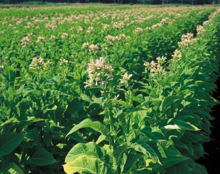 唯一一个禁烟成功的国家,唯一禁酒的国家