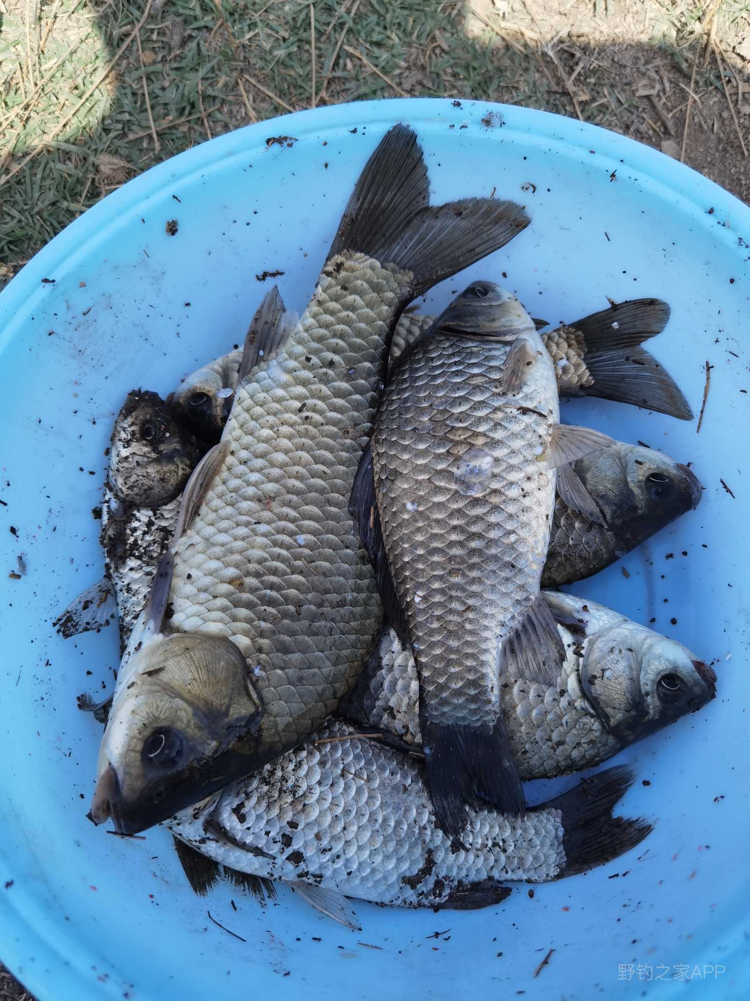 垂钓位置小浪底,小浪底垂钓秘籍