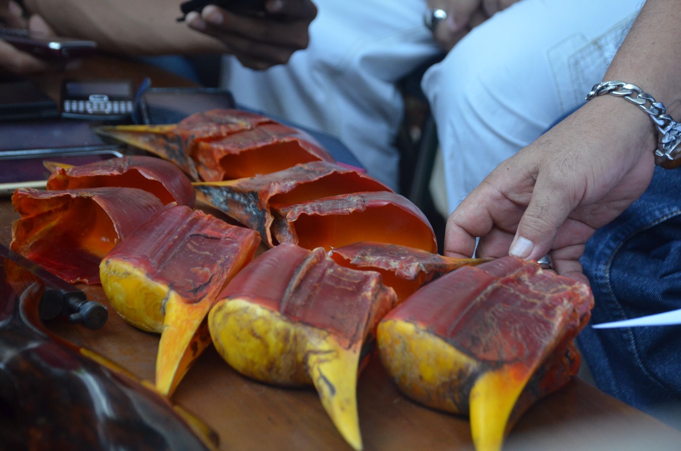 价值比象牙高3倍，活着被取骨后等死！盔犀鸟头骨到底有什么用？