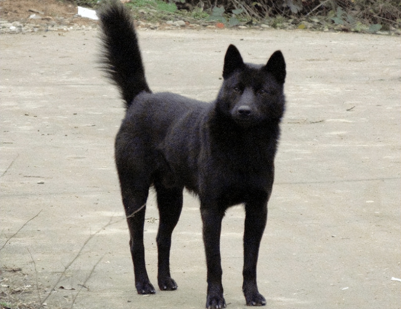 离谱！山东大哥专卖死人车：车有多凶，全看小*狗黑**上车坐哪？？