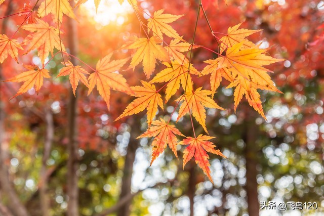带孩子去北京适合跟团还是自驾,什么季节去北京旅游较合适