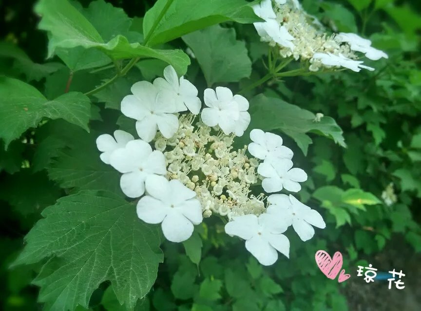 100种花草图片欣赏,50种花草图片大全