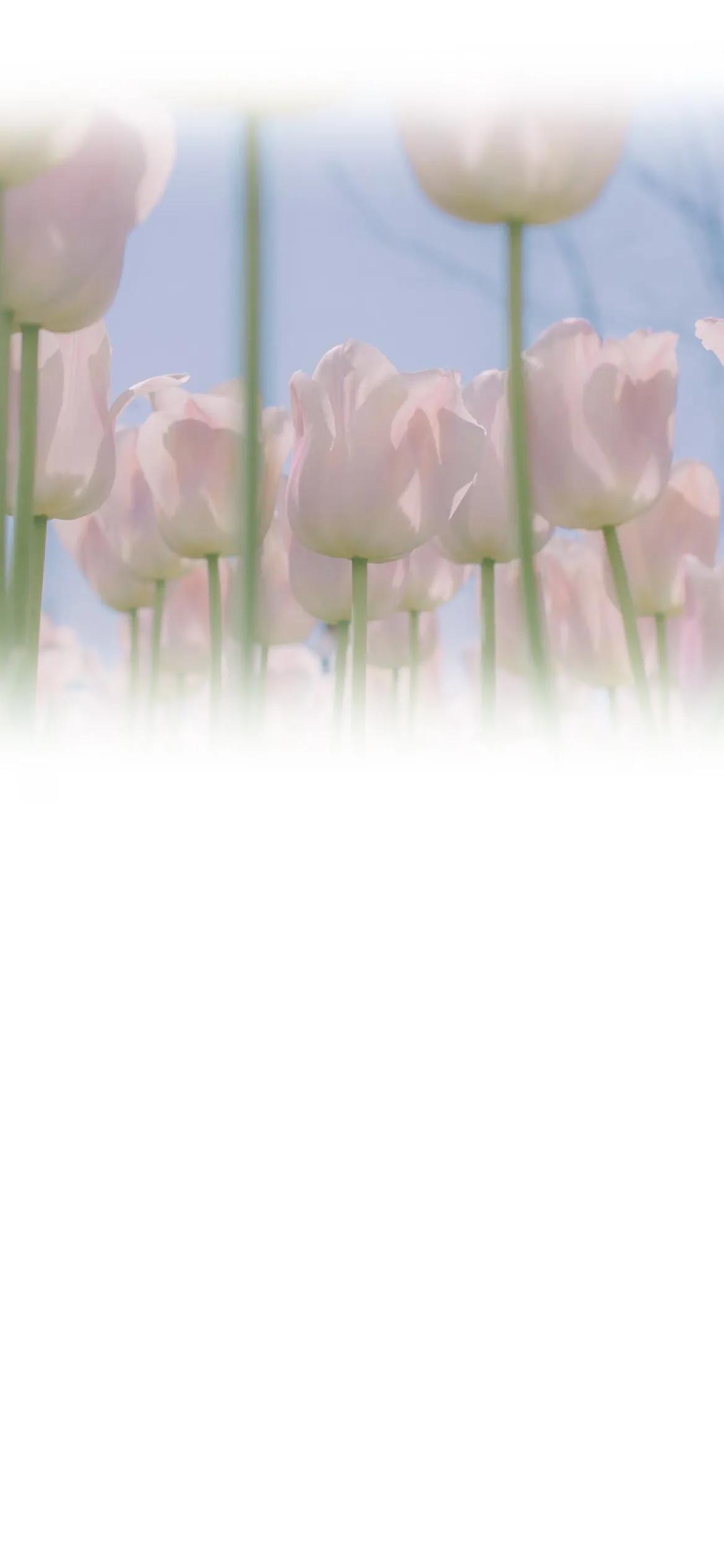 渐变聊天背景图片,纯绿色渐变聊天背景图片