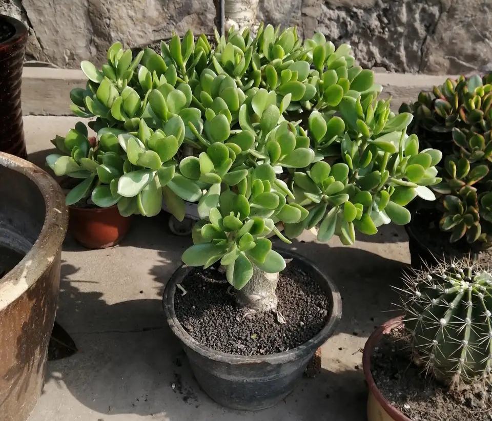 被水浇死的盆栽,容易浇死的植物