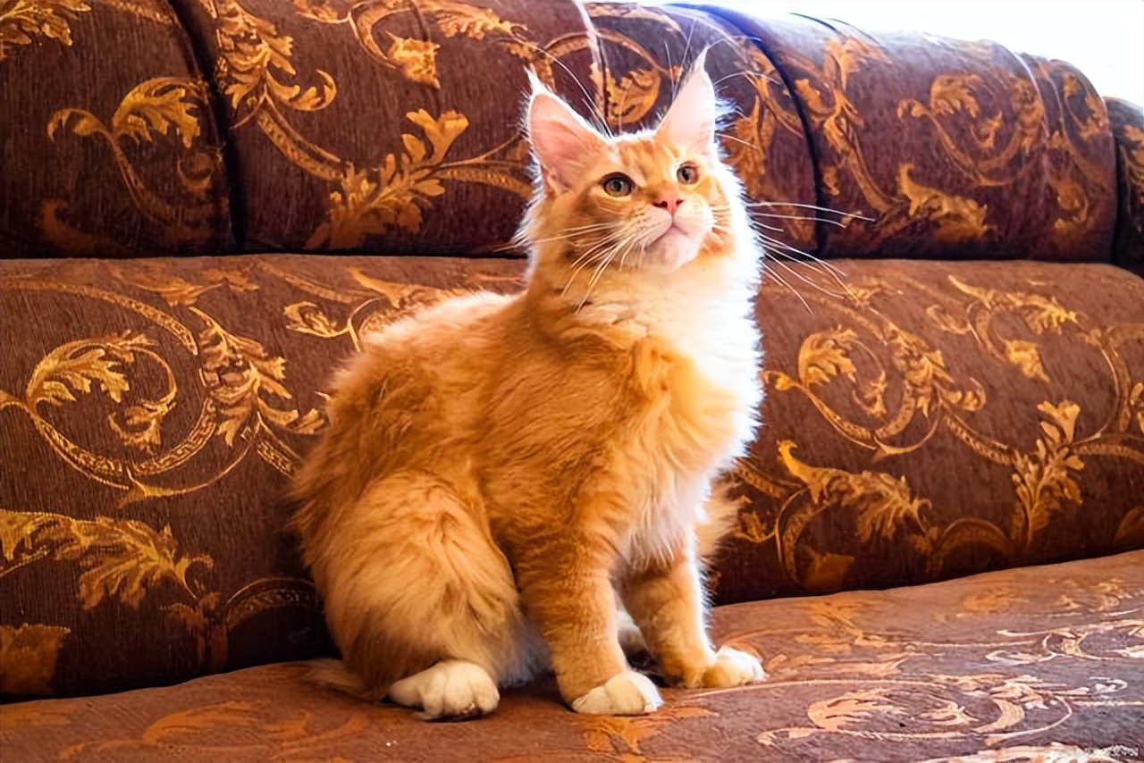 猫咪子宫蓄脓会死吗,猫咪子宫蓄脓是什么症状