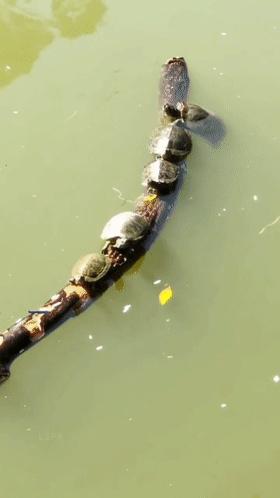 钓鱼遇上放生的人,钓鱼遇放生人视频