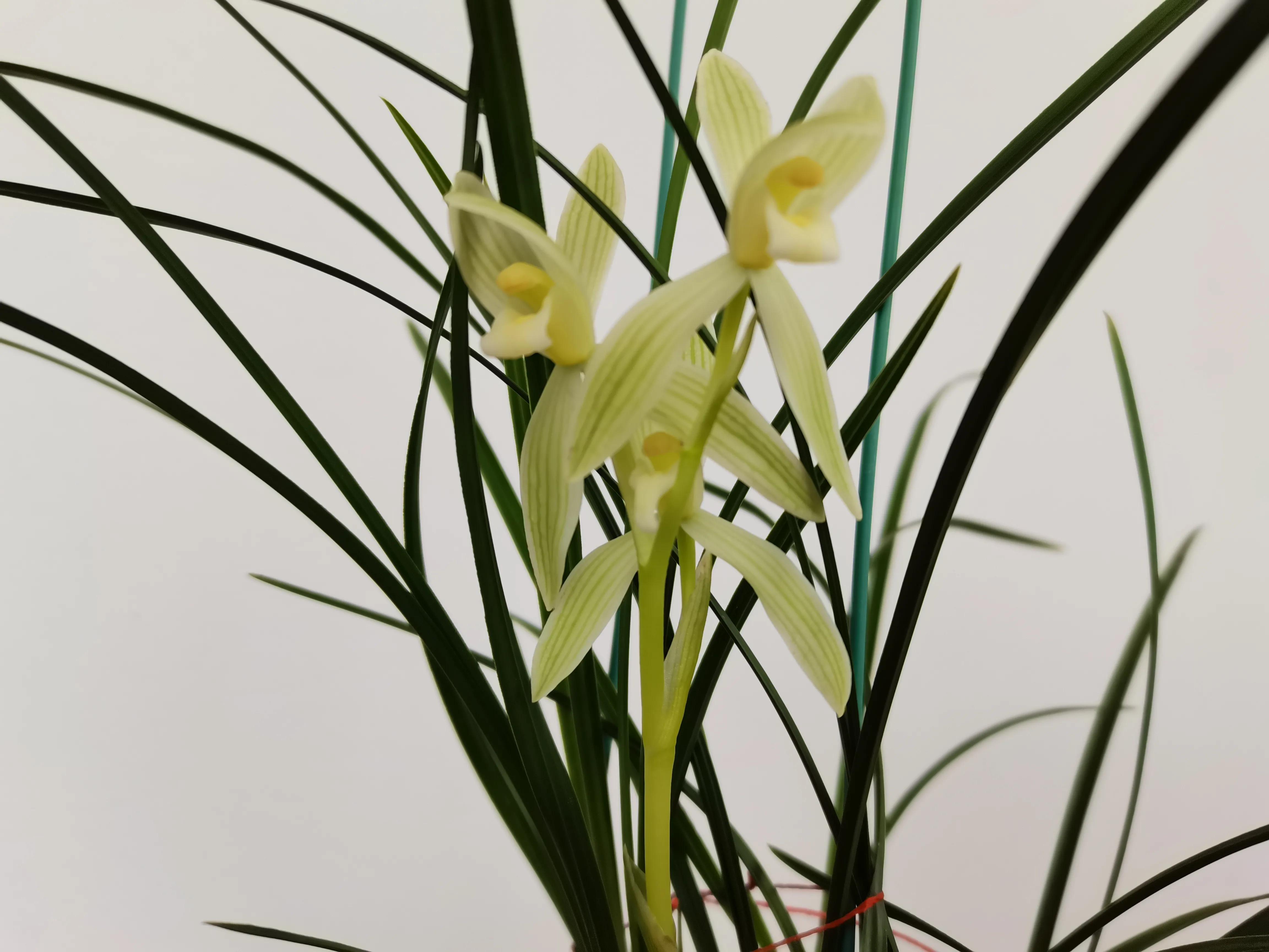 云南小雪素哪里的质量最好,云南兰花小雪素