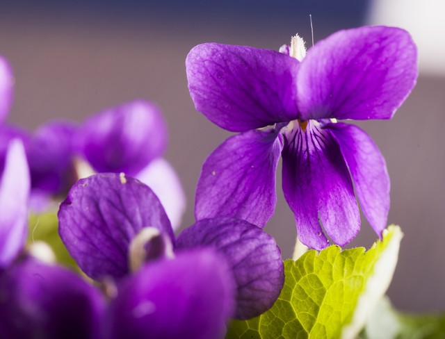 刚谈恋爱时送花说什么,什么时候给女朋友送花最合适