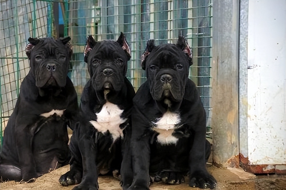 卡斯罗犬厉害吗值得养吗,卡斯罗犬容易饲养吗易得病吗