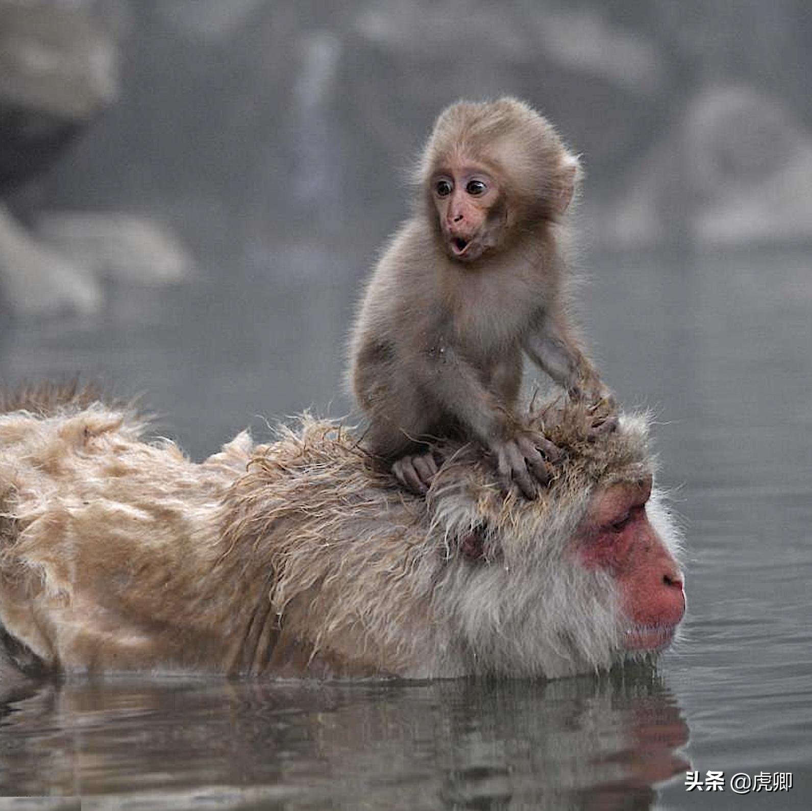 日本猕猴冬天生活,日本猕猴的真实生活