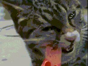 猫咪吃饭眼泪汪汪,猫咪吃饭流眼泪是为什么