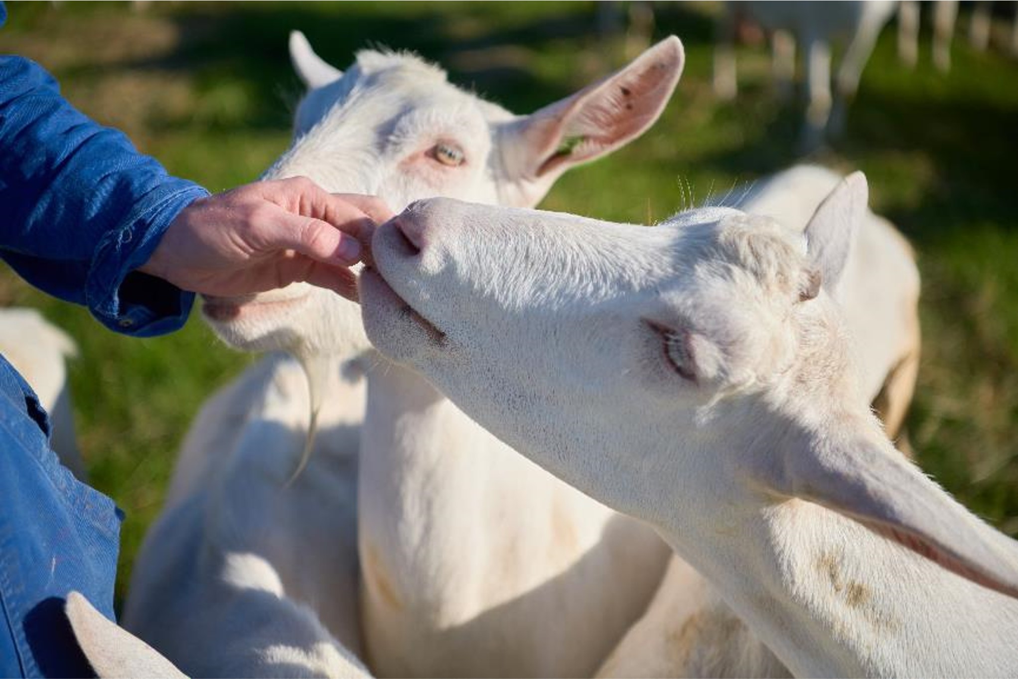 有机羊奶粉佳贝艾特成人,佳贝艾特羊奶粉最新新闻