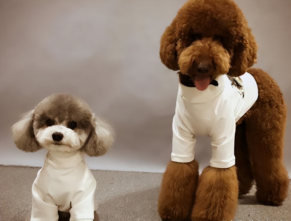 养狗首选这7种狗不贵又好养,养狗狗新手入门必知