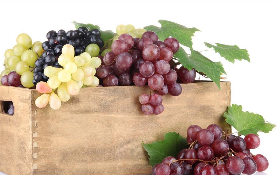 对狗狗好的十大食物,对狗狗致命的蔬菜有哪些