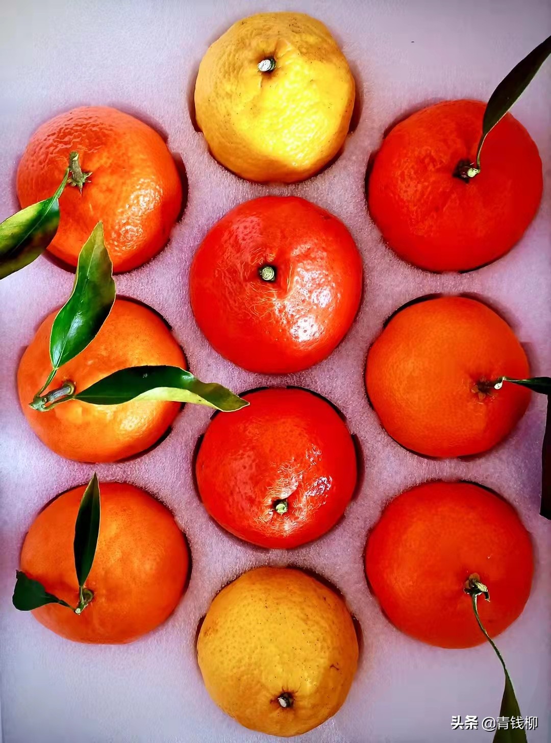 6月成熟杂柑品种,杂柑最新早熟品种哪个最好