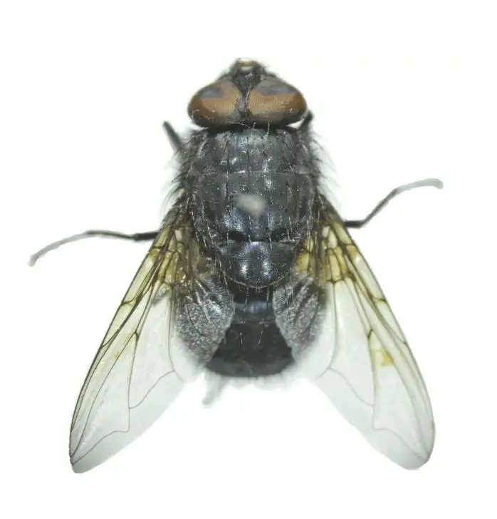 连云港苍蝇种类,苍蝇种类像蚊子