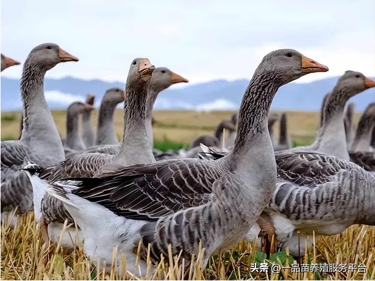今年下半年种鹅价格走势如何,鹅价几月份最低