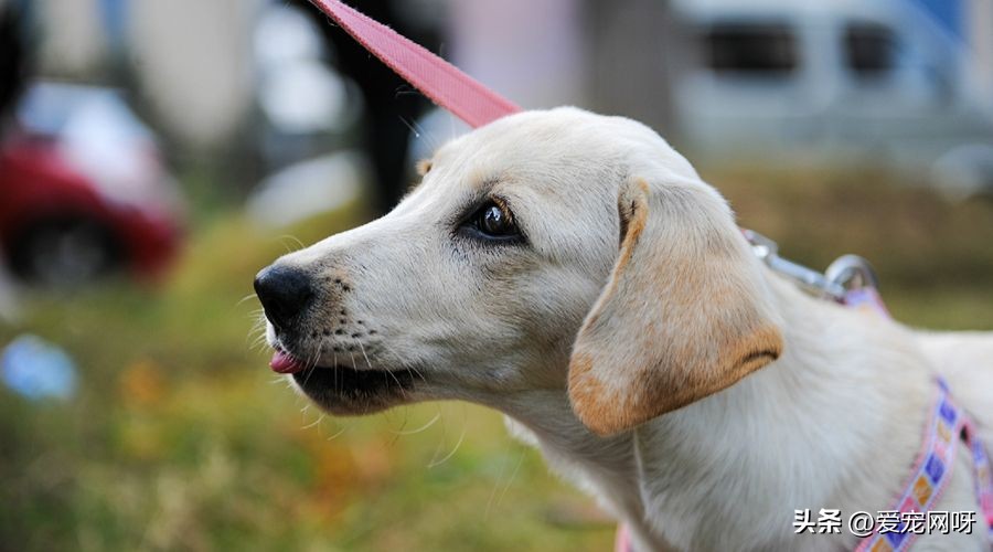 拉布拉多犬怎么养怎么训练,拉布拉多狗属于什么型犬