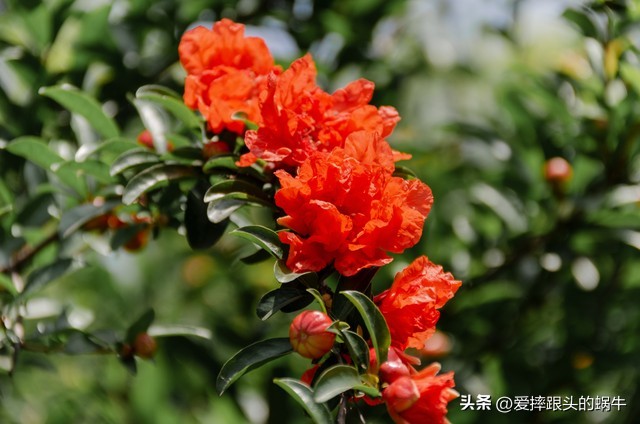 石榴花壁纸生如夏花,石榴花盛开的夏天