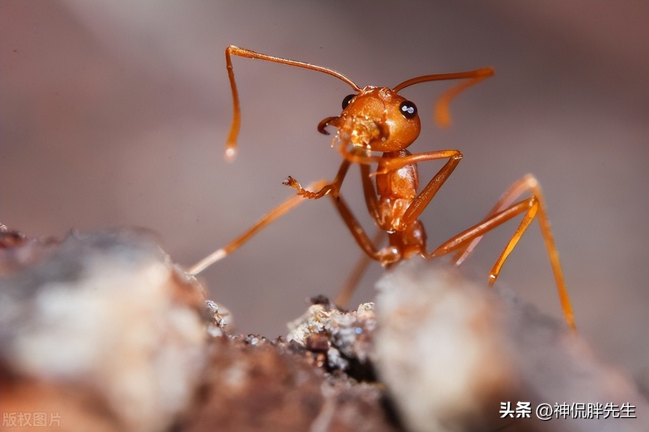 广东飞蚁有多可怕,广东人遇见飞蚁有多可怕