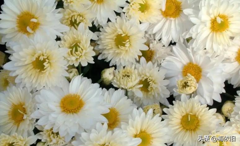 夏天喝哪一种菊花茶比较好,夏天清火菊花茶