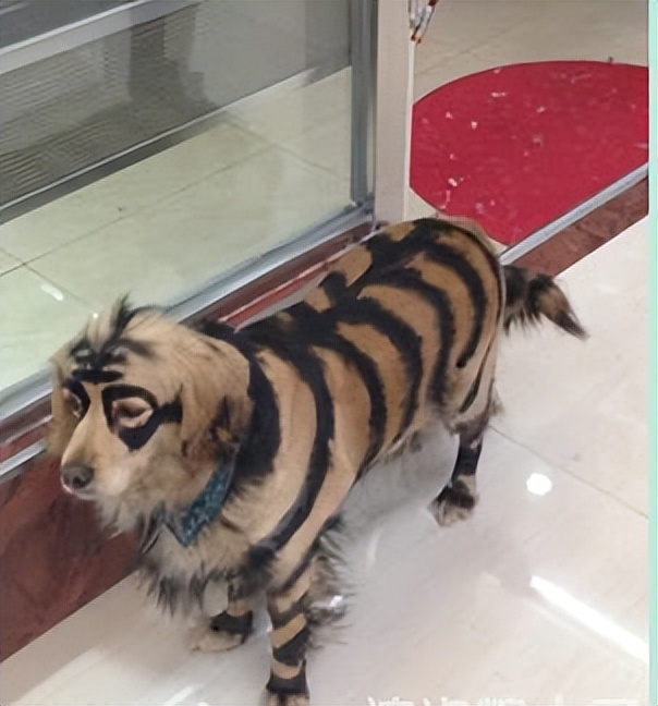 搞笑又正能量的段子幽默笑话短句,最新幽默沙雕笑话段子