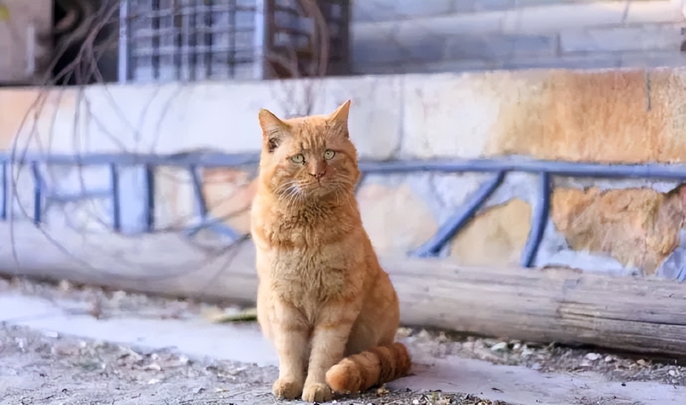 70万网友在线围观我家猫猫“搞黄色”：越看越上头，越看越变态