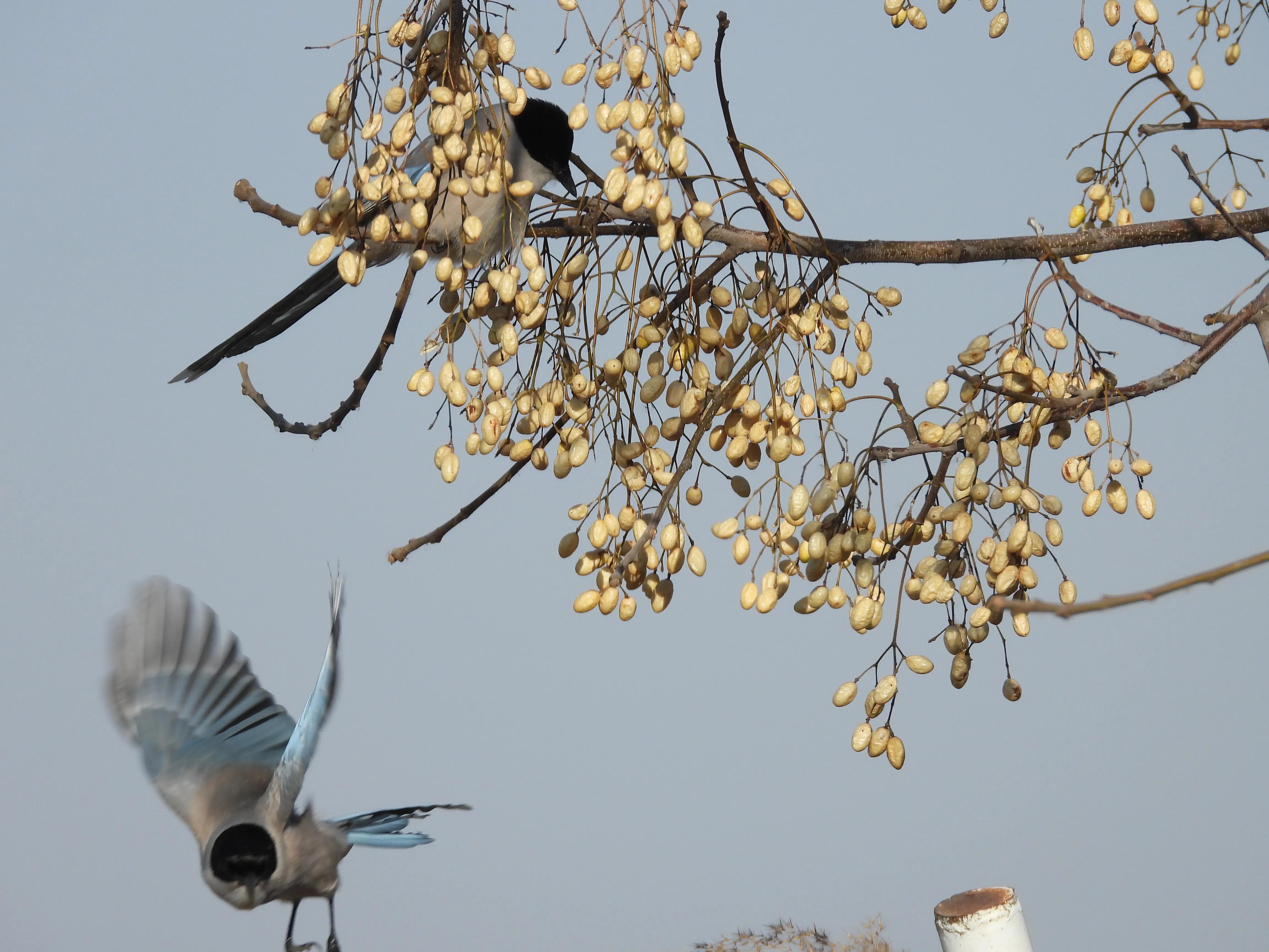 灰喜鹊冬天食物,灰喜鹊喂什么