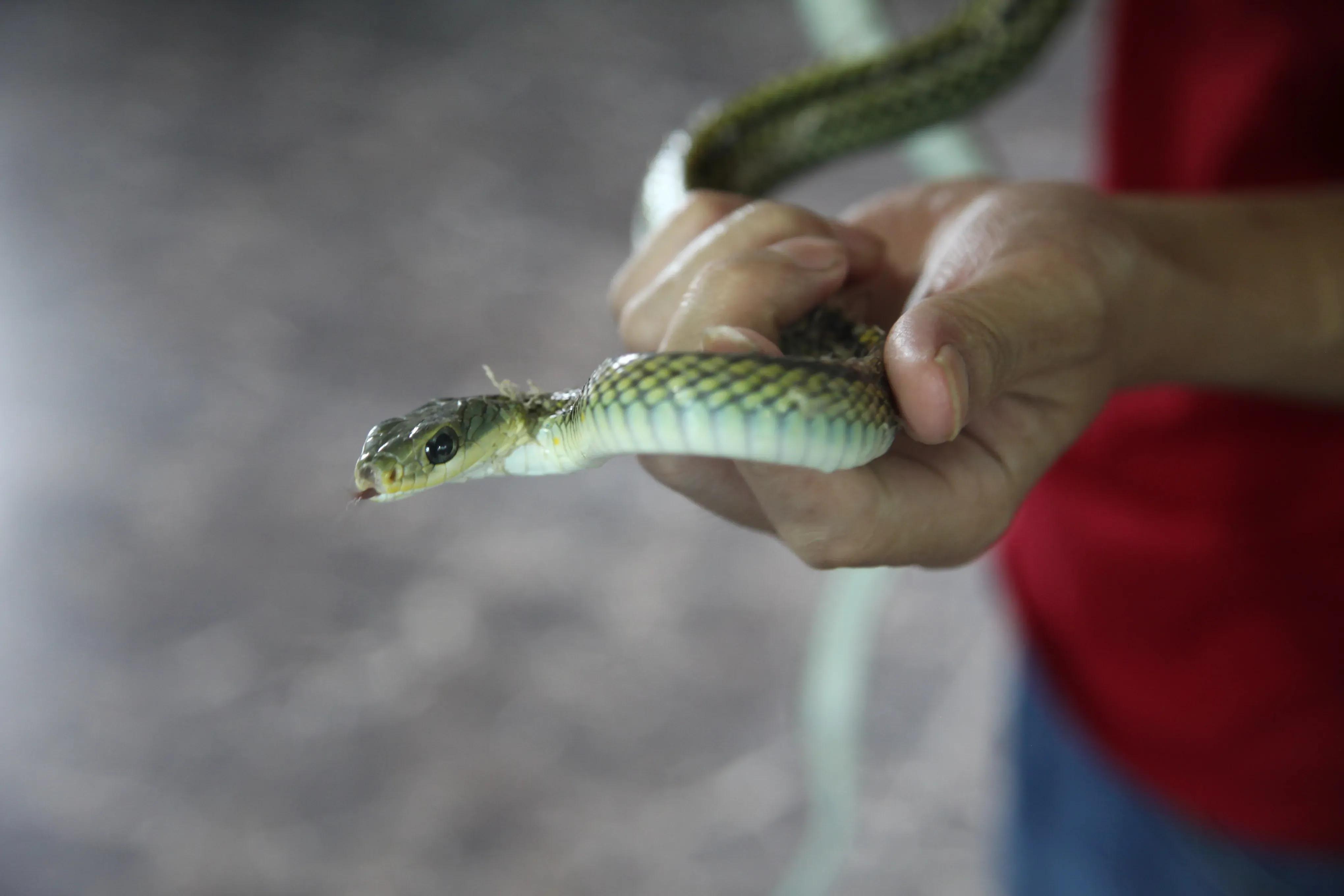 毒蛇咬自己手下视频,毒蛇咬自己尾巴会被毒死