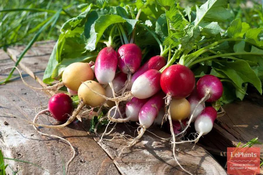 萝卜的这个小知识你知道了吗 (关于萝卜的百科知识有哪些)