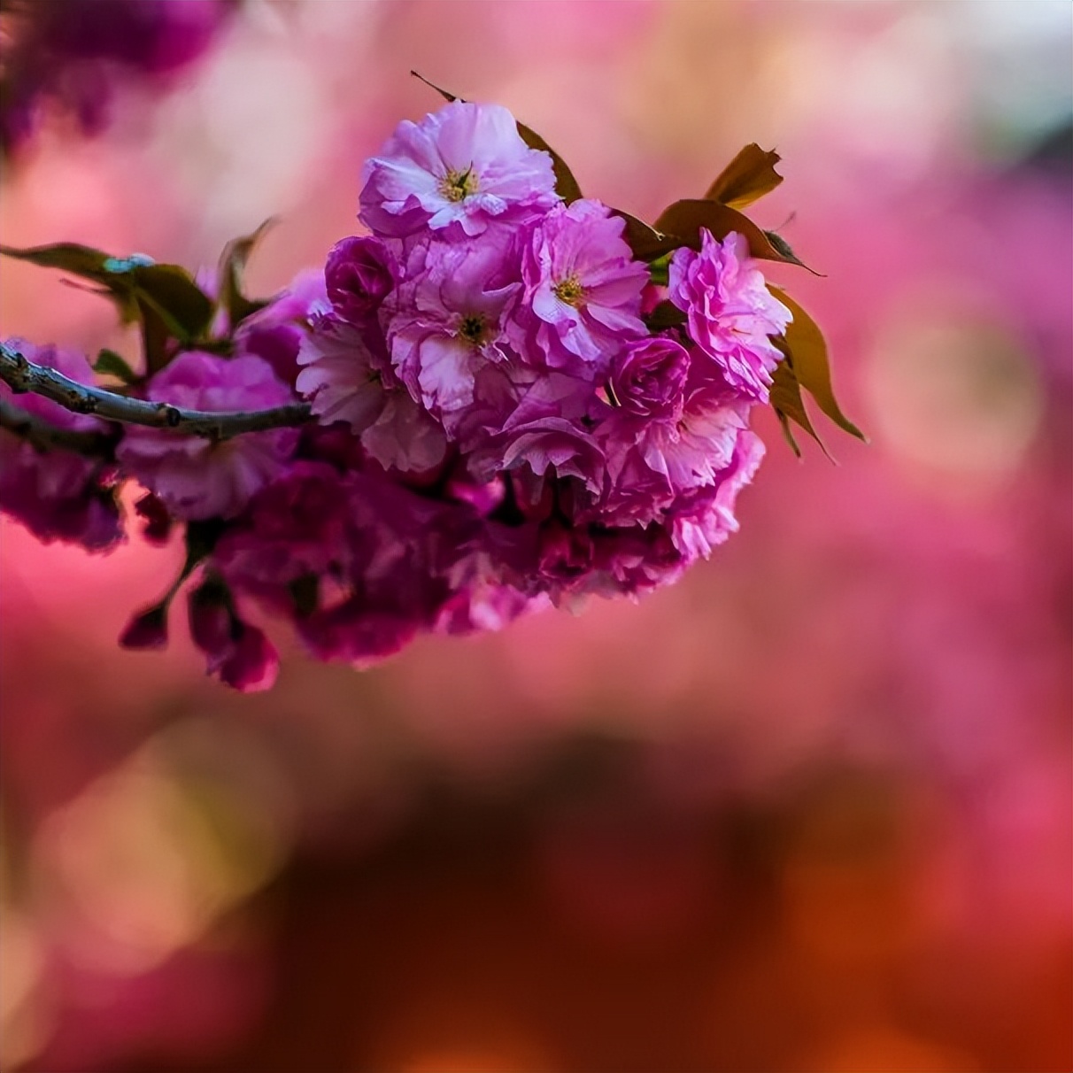 如诗如画的美景歌曲,如诗如画的曲子