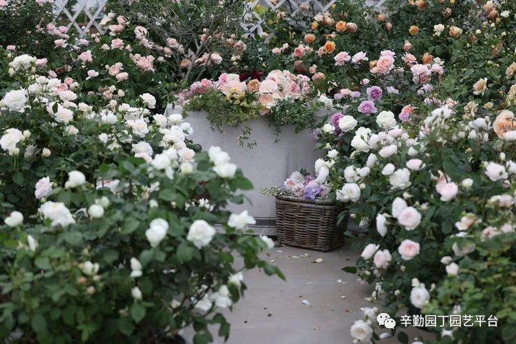 第八届园丁奖露台组《030号》洛基花园