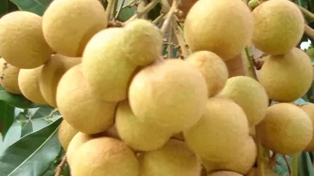 「品牌展播」中国地理标志农产品品牌展播（广西崇左篇）